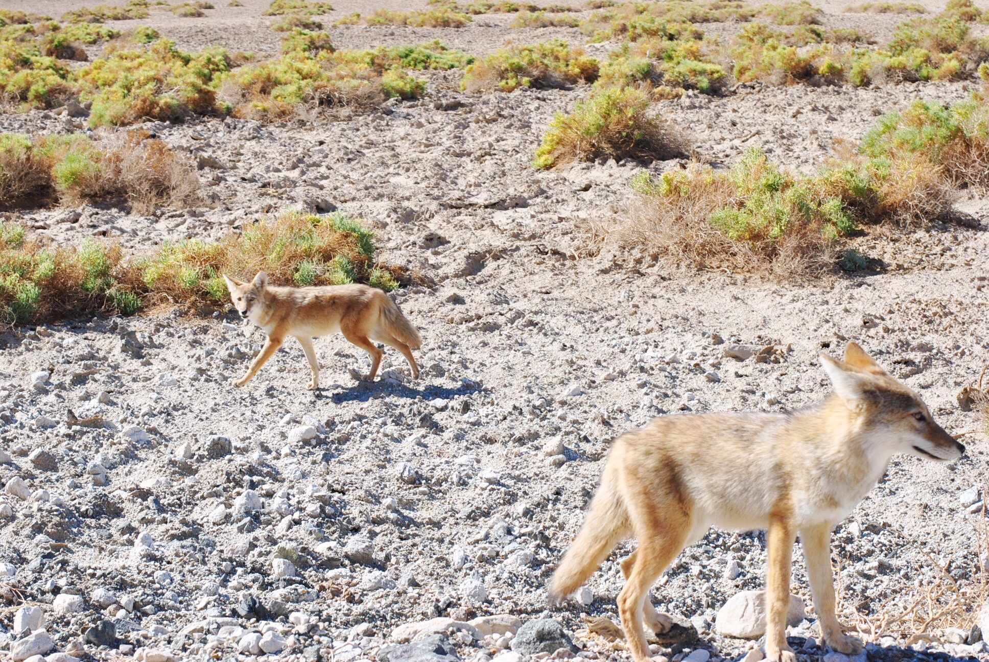 coyote death valley